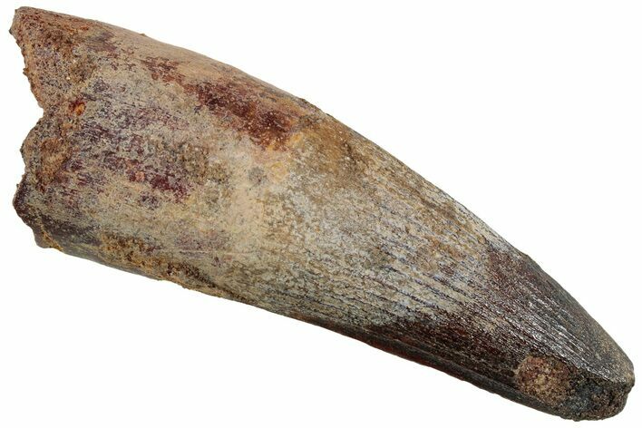 Fossil Spinosaurus Tooth - Real Dinosaur Tooth #227250